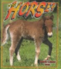 What_is_a_horse_