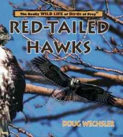 Red-tailed_hawks