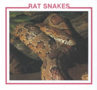 Rat_snakes