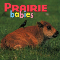 Prairie_babies
