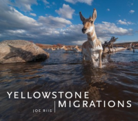 Yellowstone_migrations